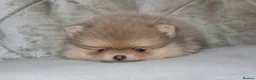 Pomeranian dogs for sale: Mini Pomeranian Puppy KC registered Milton Keynes - Advert 2