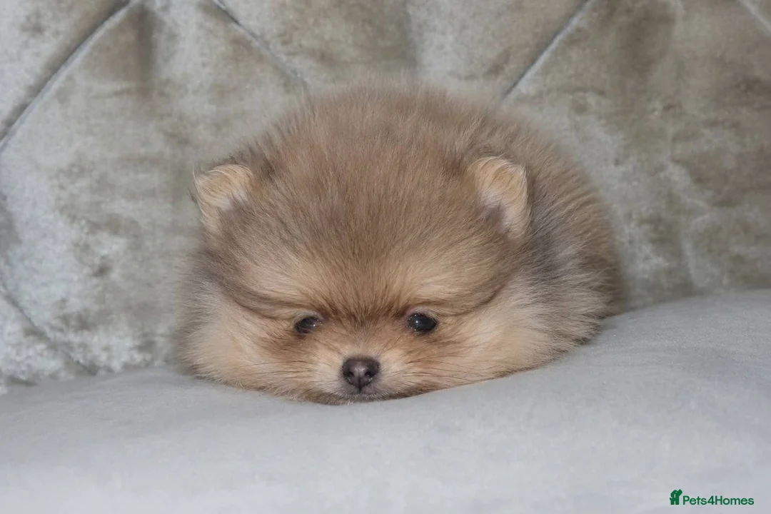 Pomeranian dogs for sale: Mini Pomeranian Puppy KC registered Milton Keynes - Advert 2