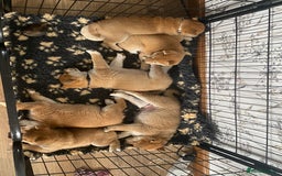 Japanese Shiba Inu dogs for sale: Quality KC Shiba Inu Puppies - Image 5