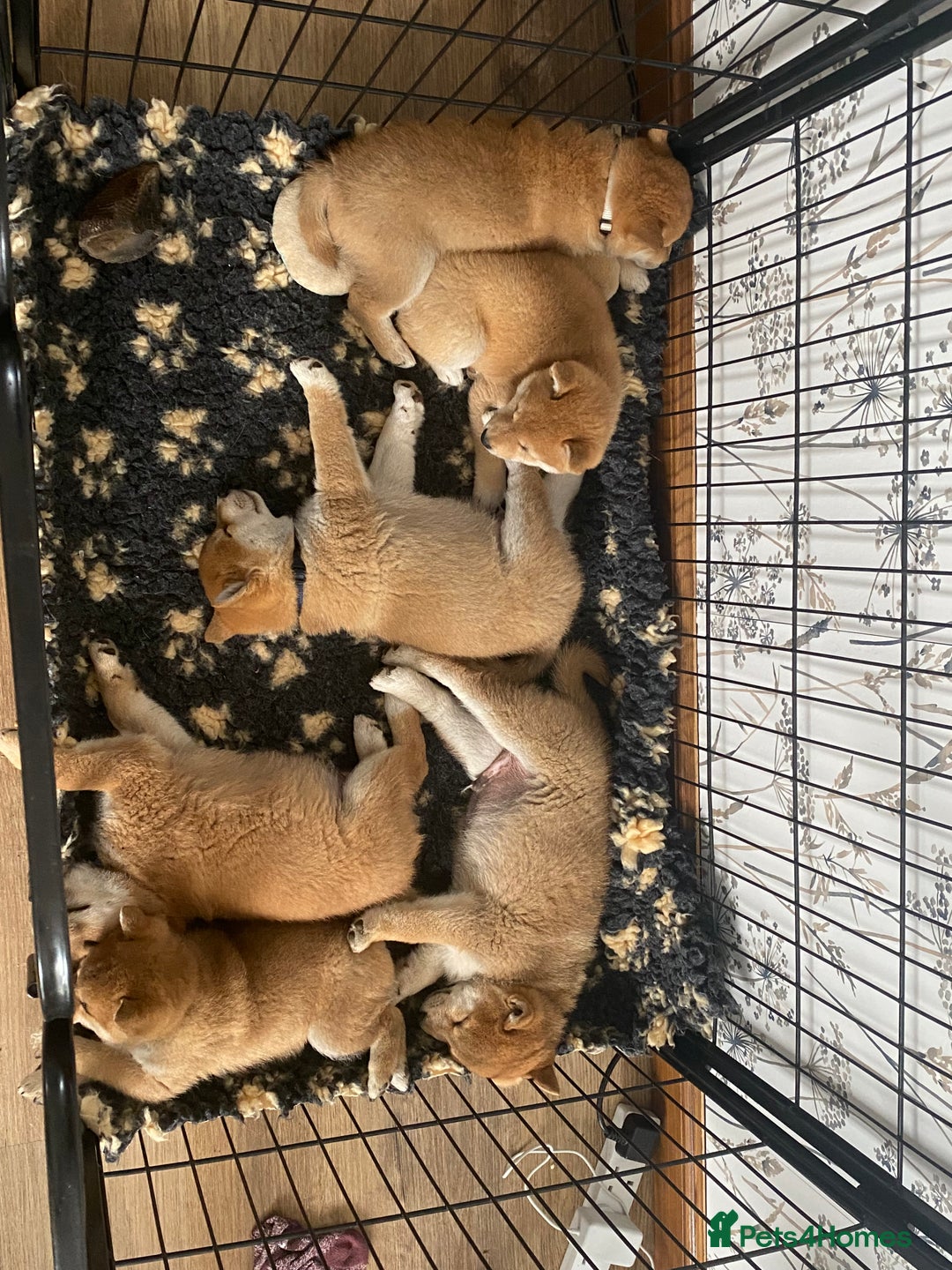 Japanese Shiba Inu dogs for sale: Quality KC Shiba Inu Puppies - Image 5