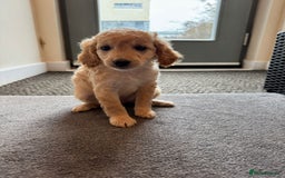 Cockapoo dogs for sale: 🐶✨ Adorable Cockapoos! ✨🐶 - Image 4