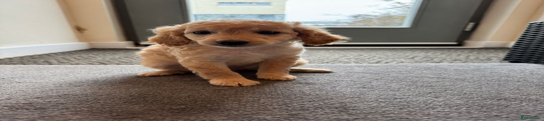 Cockapoo Puppy 3