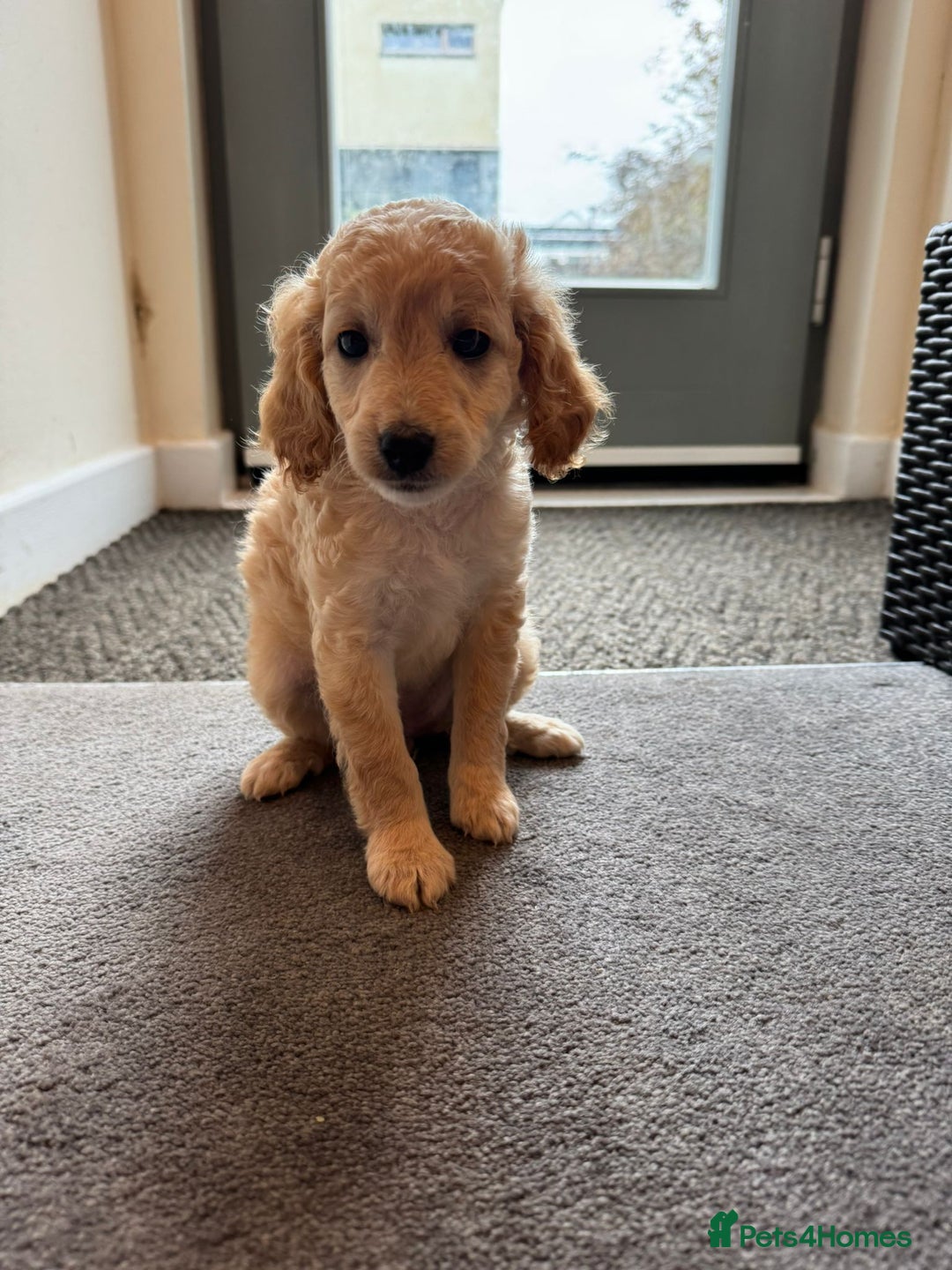 Cockapoo dogs for sale: 🐶✨ Adorable Cockapoos! ✨🐶 - Image 4