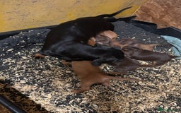 Miniature Dachshund dogs for sale: Adorable miniature dachshund puppies 💞💙 - Image 6