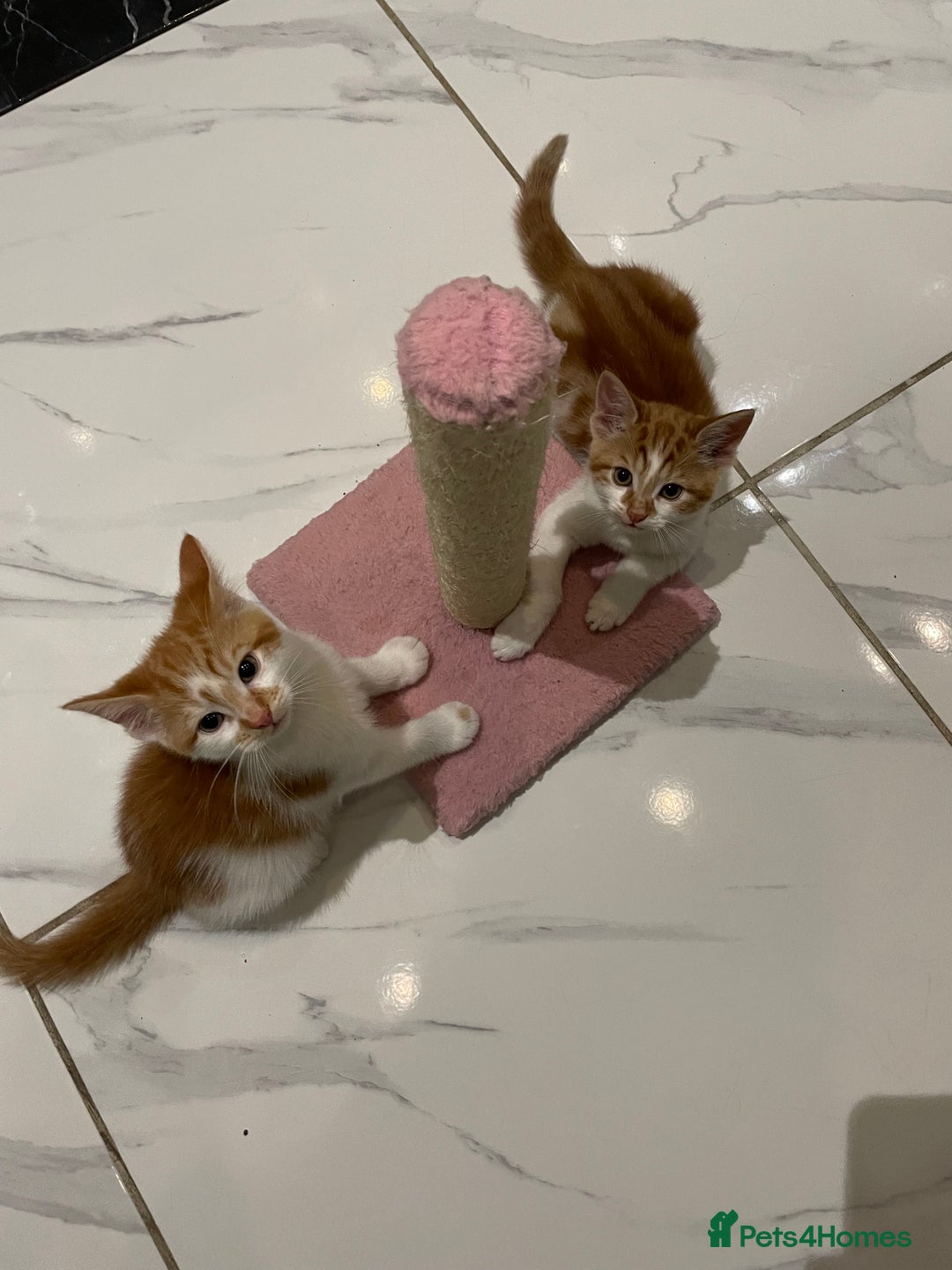 Mixed Breed cats for sale: 2 beautiful ginger boys  - Image 1