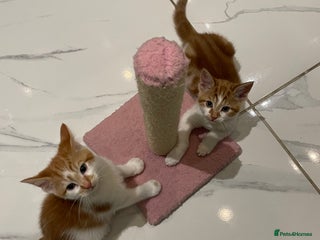 Mixed Breed cats - Advert 13