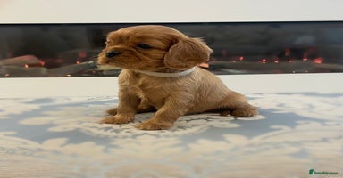 Cavalier King Charles Spaniel dogs - Advert 4