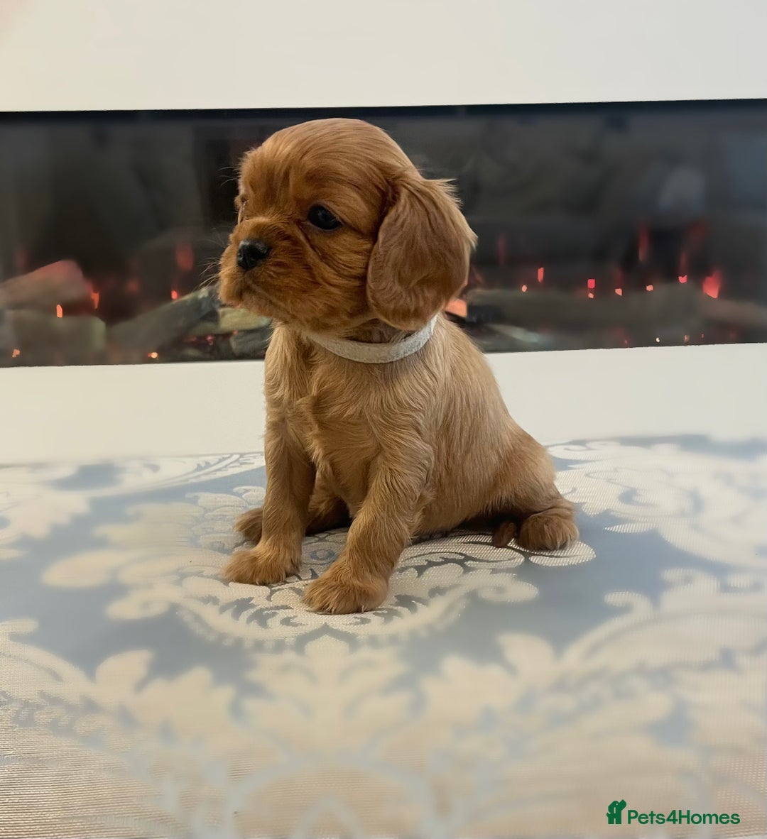 Cavalier King Charles Spaniel dogs for sale: Cavalier King Charles  - Image 2