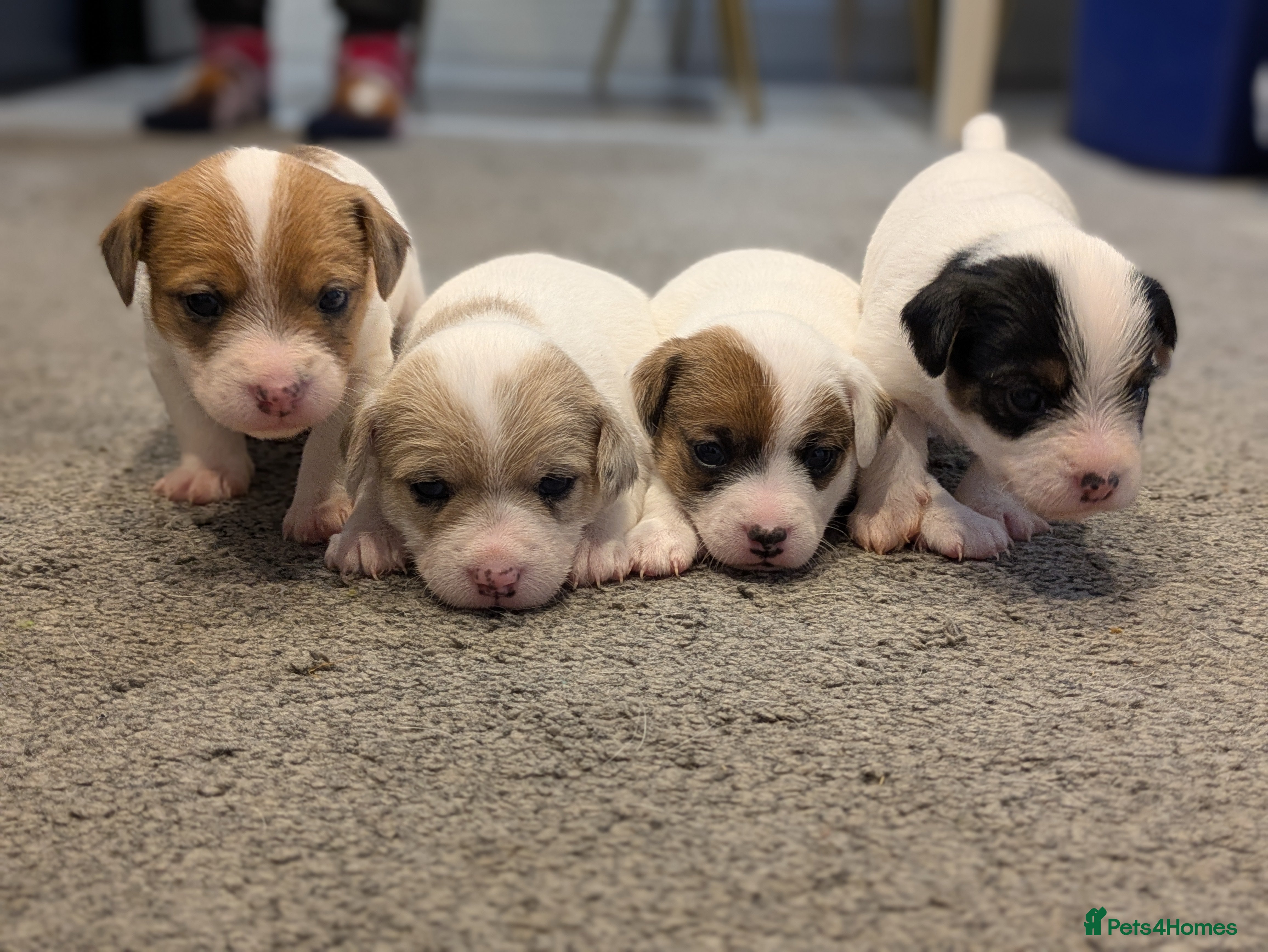 Jack Russell dogs Jack Russell Puppies - Advert 6