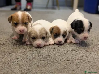 Jack Russell dogs Jack Russell Puppies - Advert 6