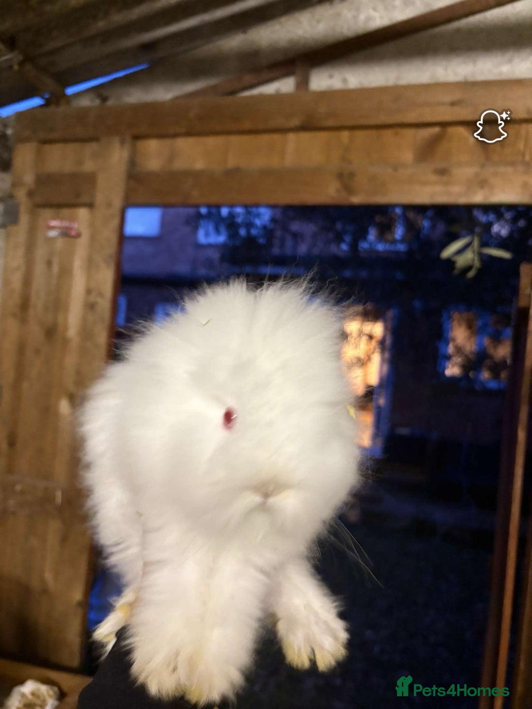 Lionhead rabbits for sale: 2 boys rabbits w blue eyes left to purchase  - Image 11