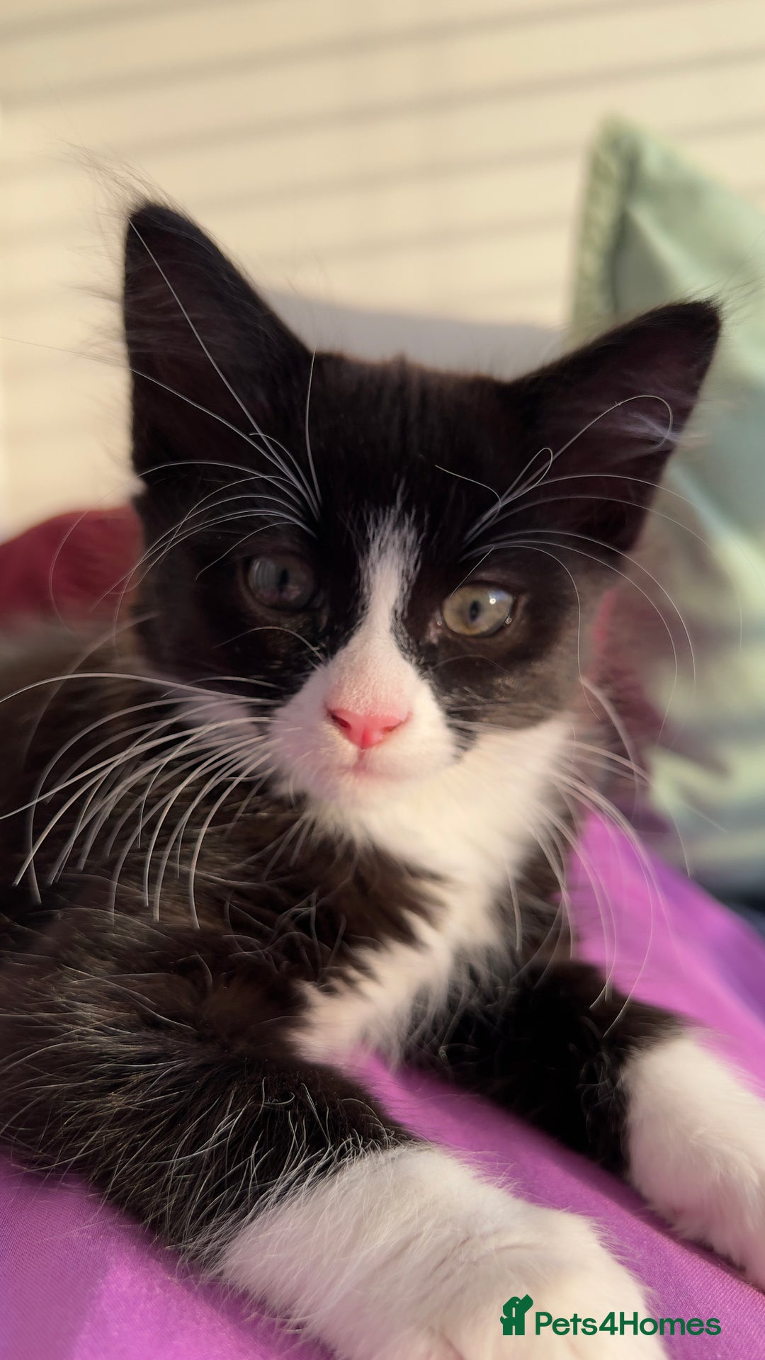 Siberian cats for sale: 🐾 Siberian X Tuxedo Boy*vaccinated health checked - Advert 7