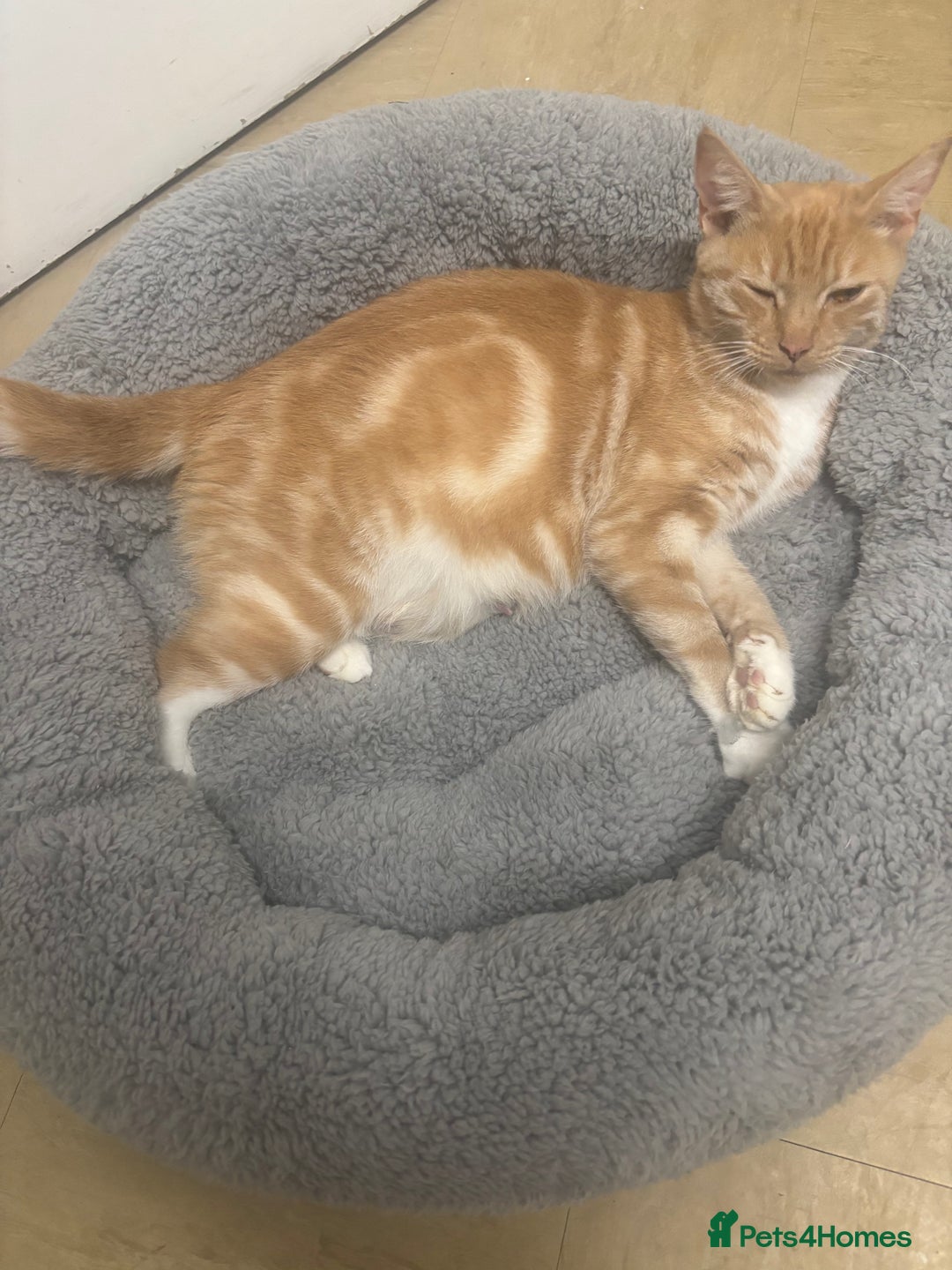 American Shorthair cats for sale: American short hair kittens  - Image 10