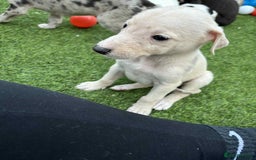 Lurcher dogs for sale: Lurcher pups  - Image 9