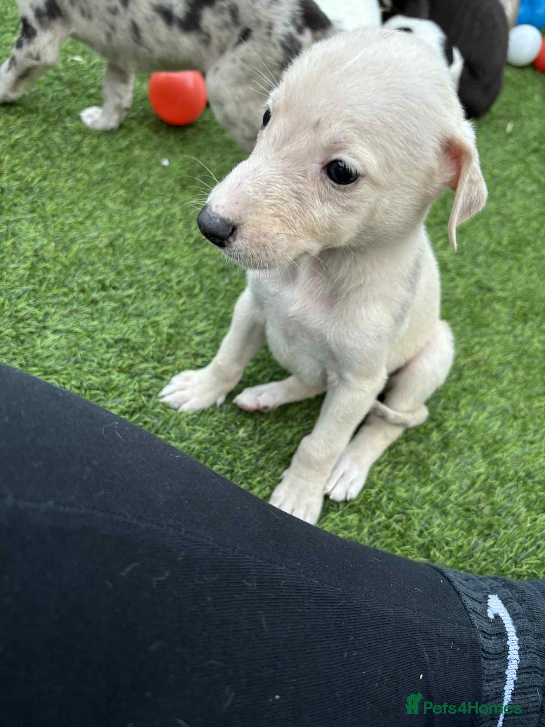 Lurcher dogs for sale: Lurcher pups  - Image 9