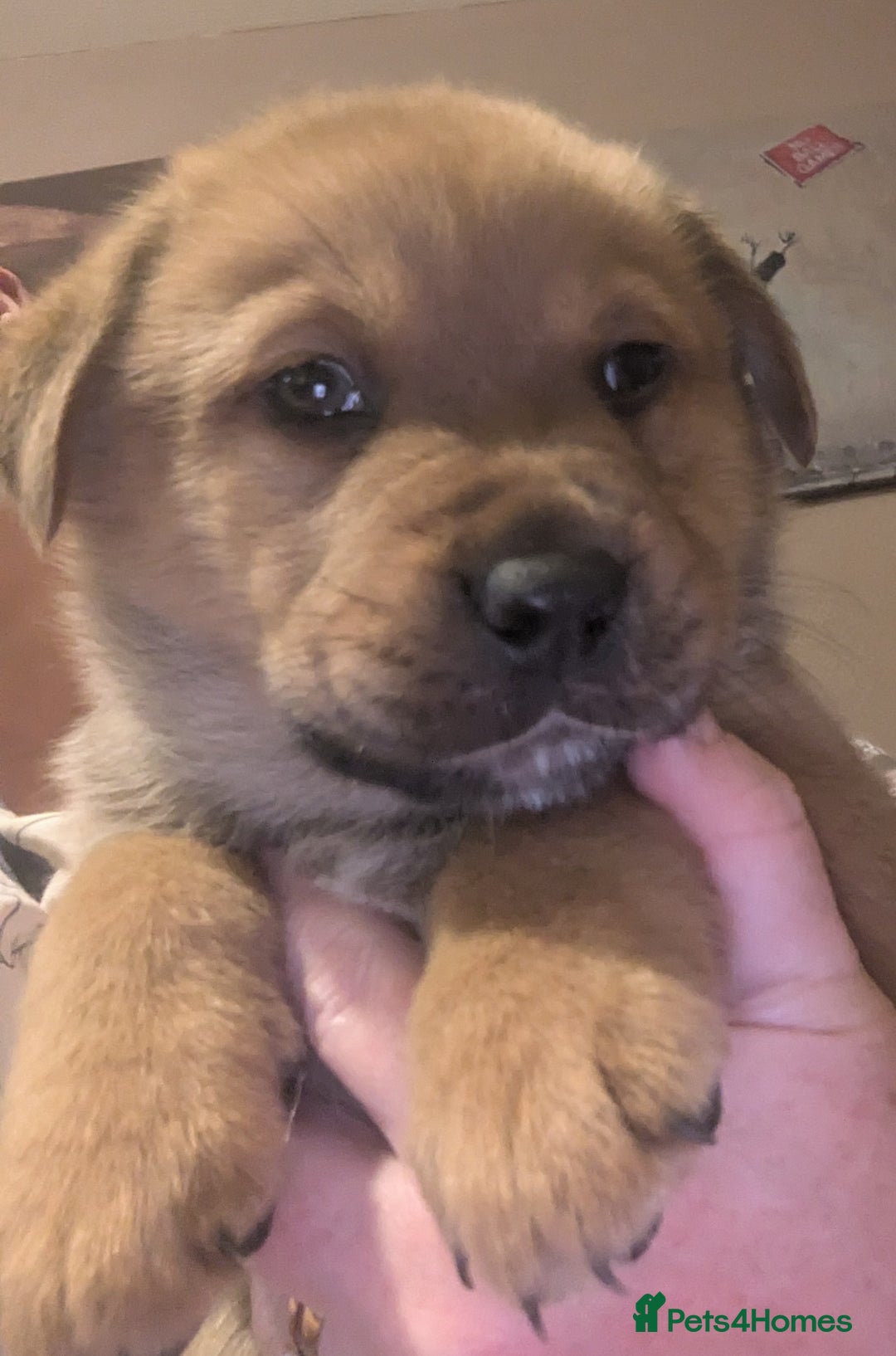 Mixed Breed dogs for sale: Pup looking for her forever home  - Advert 5