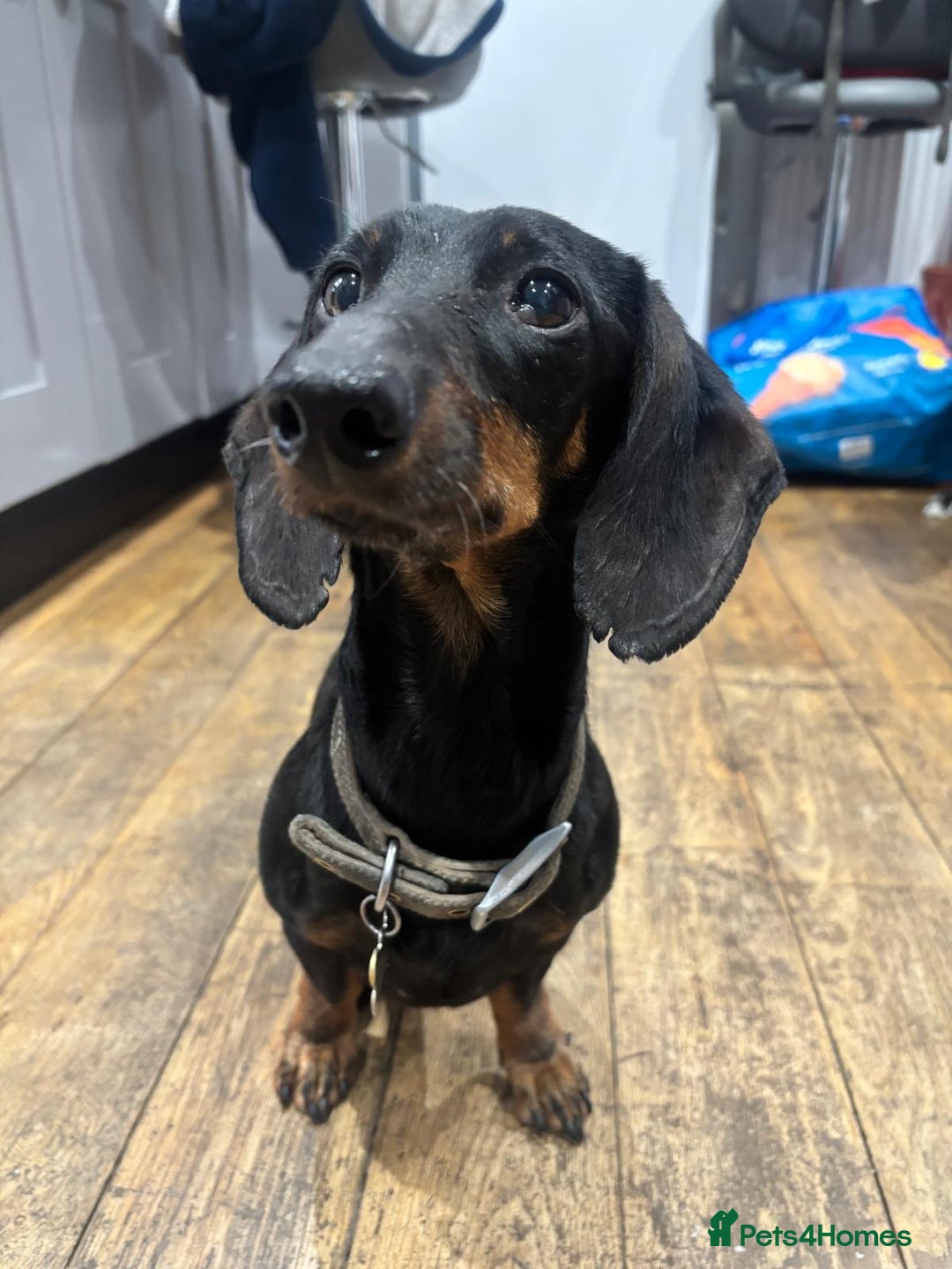 Dachshund dogs for sale: Luna the Dachshund for rehoming - Advert 12