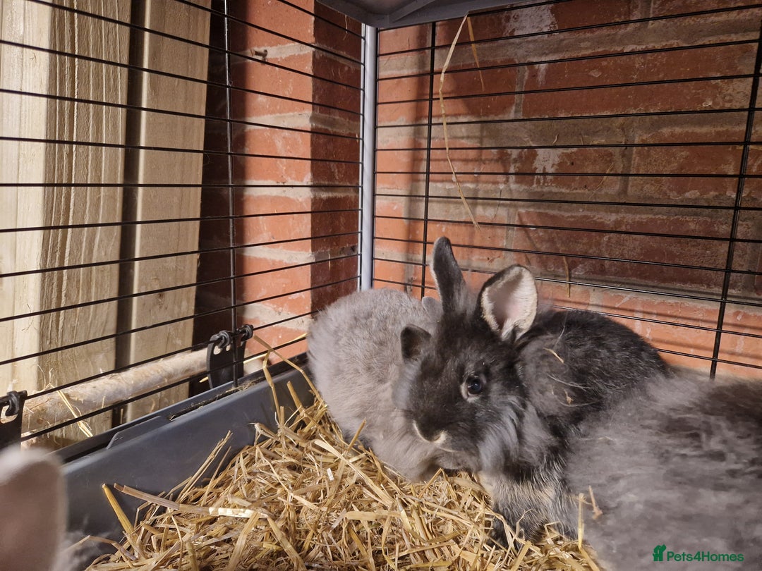 Lionhead rabbits for sale: Lovely floofy little lionheads males and females - Image 7