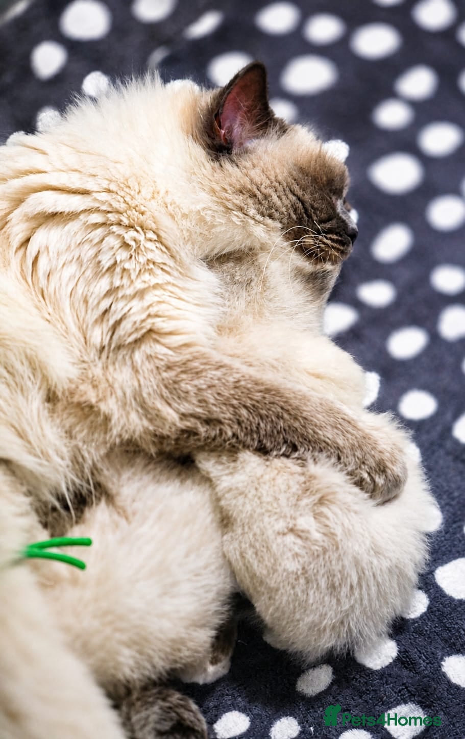 Ragdoll cats 🐾 TICA Beautiful Ragdoll Kittens - Seal Tabby 🐾 - Advert 7