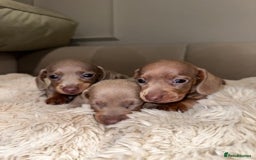 Miniature Dachshund dogs for sale: Stunning ISABELLA miniature dachshunds  - Image 11