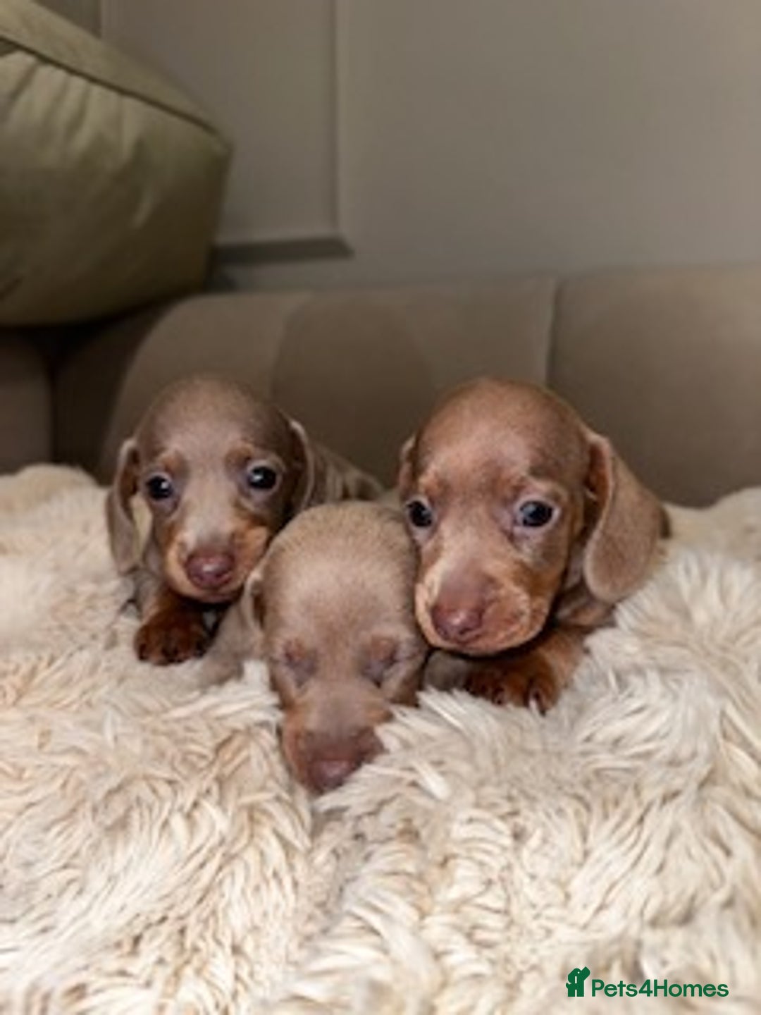 Miniature Dachshund dogs for sale: Stunning ISABELLA miniature dachshunds  - Image 11