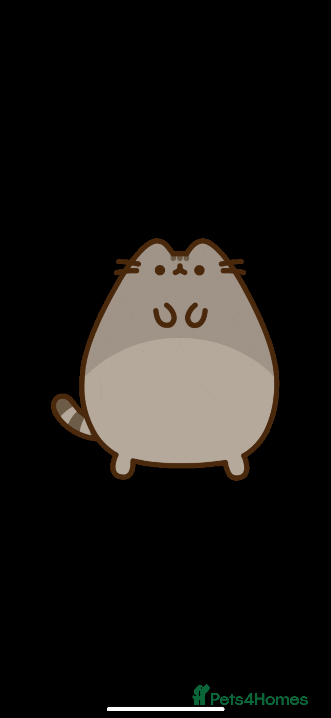 British Shorthair cats for sale: 🌟GCCF Reg’ British Shorthair - Ready now🌟 in Abergavenny - Image 17
