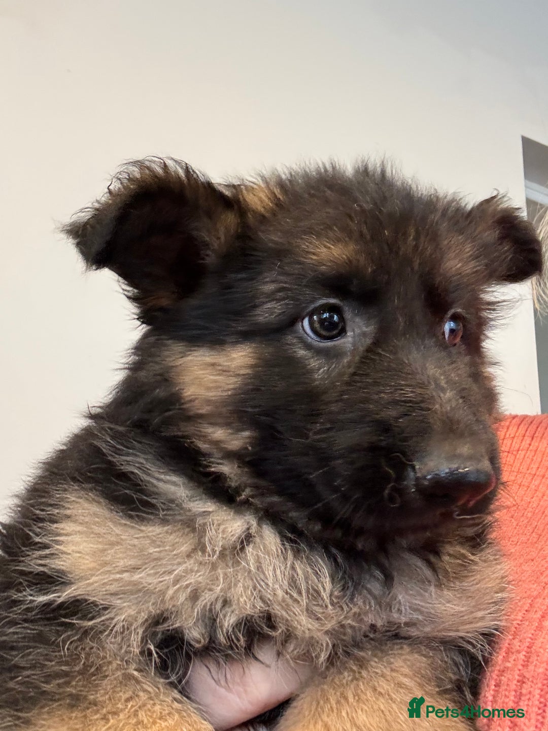 German Shepherd dogs for sale: German Shepherd Puppies for Sale - Advert 6