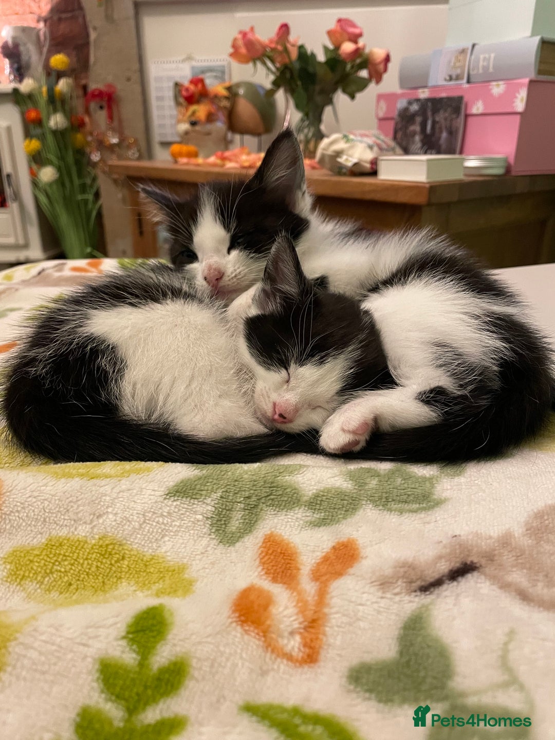 Mixed Breed cats for sale: Adorable kittens ready for  **   - Advert 9