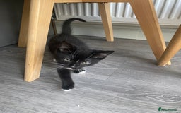 British Shorthair cats for sale: RESERVED - 2 boys needing forever homes  - Image 4