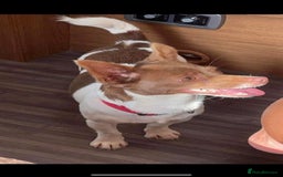 Chihuahua dogs for sale: Chihuahua puppies  - Image 8