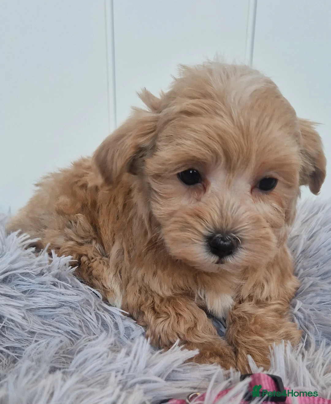Maltipoo dogs for sale:  Beautiful health clear Maltipoo's - Advert 18