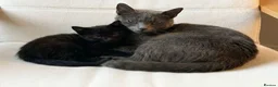 Russian Blue cats for sale: One beautiful girl Russian blue x left    - Advert 2