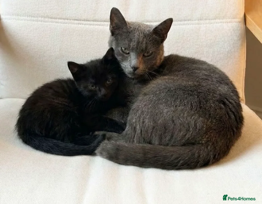 Russian Blue cats for sale: One beautiful girl Russian blue x left    - Advert 2
