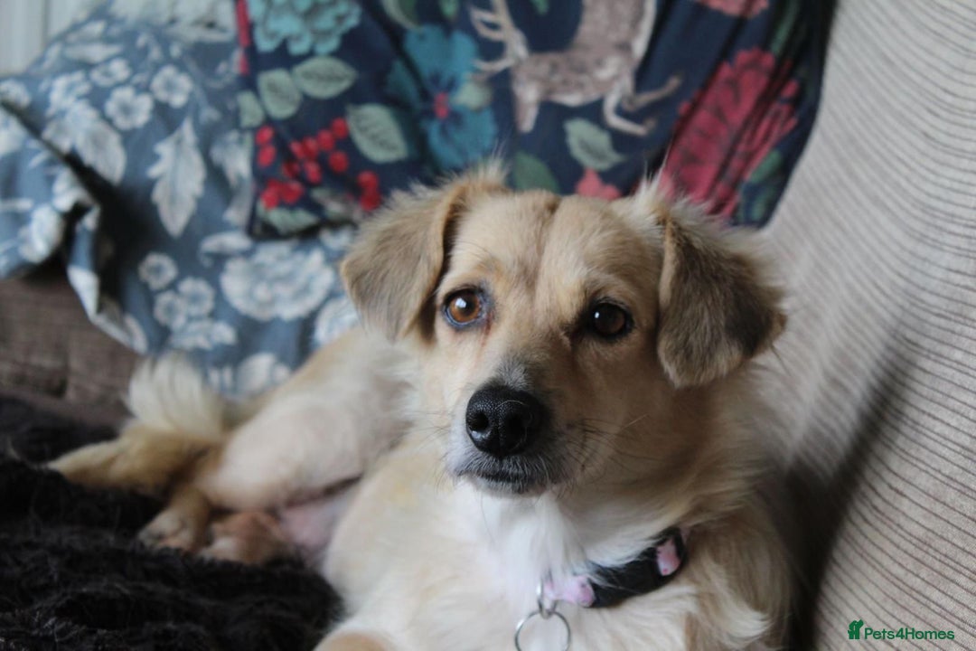Mixed Breed dogs for adoption: Aurora  - Advert 2