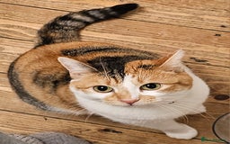 Domestic Shorthair cats for sale: Stunning Caliby cat - Super friendly - Image 6