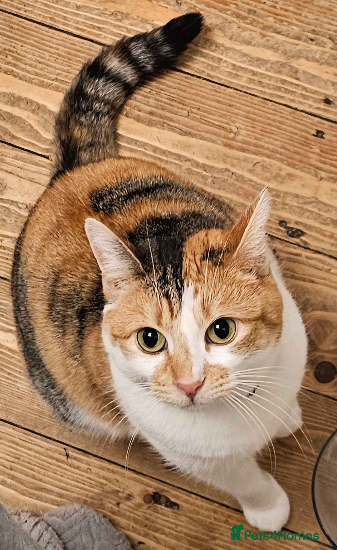 Domestic Shorthair cats for sale: Stunning Caliby cat - Super friendly - Image 6