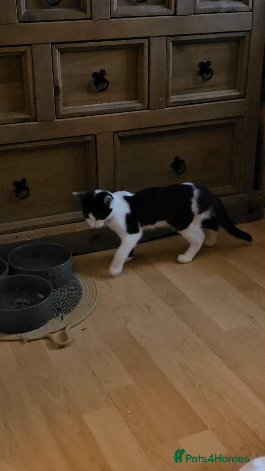 Mixed Breed cats Ollie boy is looking for a home - Advert 2