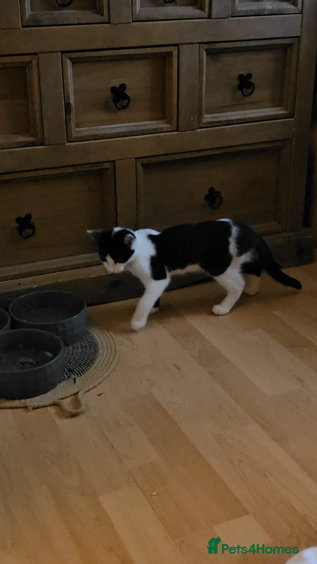 Mixed Breed cats for adoption: Ollie boy is looking for a home in Hook - Advert 1