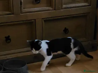 Mixed Breed cats Ollie boy is looking for a home - Advert 4