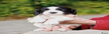 English Springer Spaniel Puppy 2