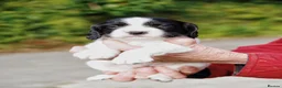 English Springer Spaniel dogs for sale: Working Springer Spaniel Puppies  - Advert 6