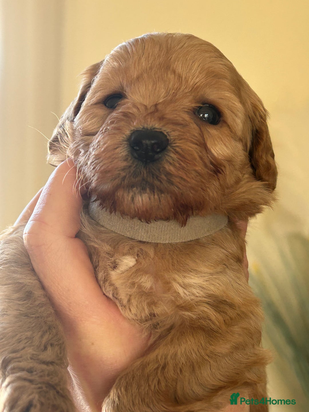 Cavapoo dogs for sale: Fox red cavapoo puppies  - Advert 6