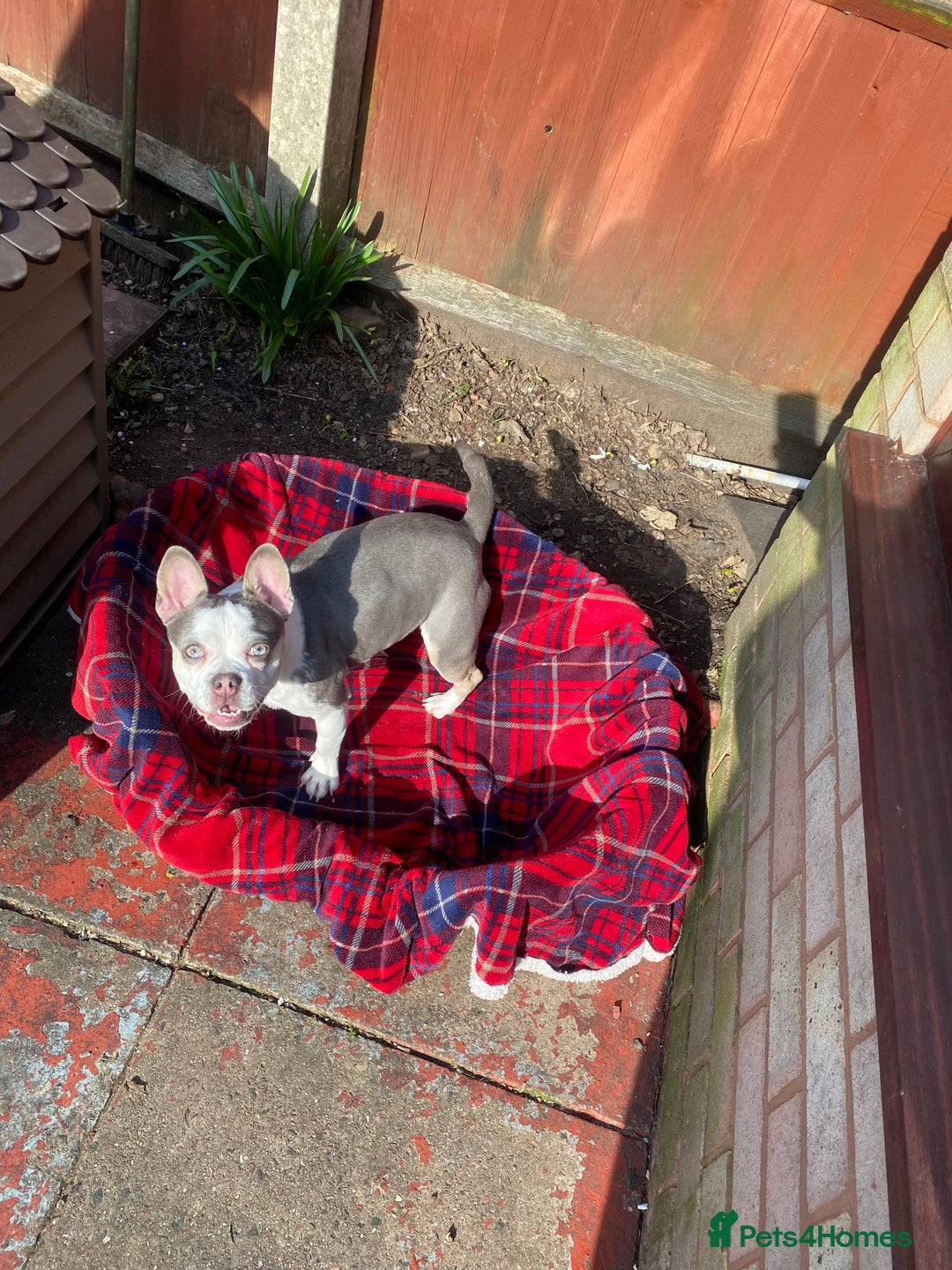 Mixed Breed dogs for sale: Lottie - Advert 5