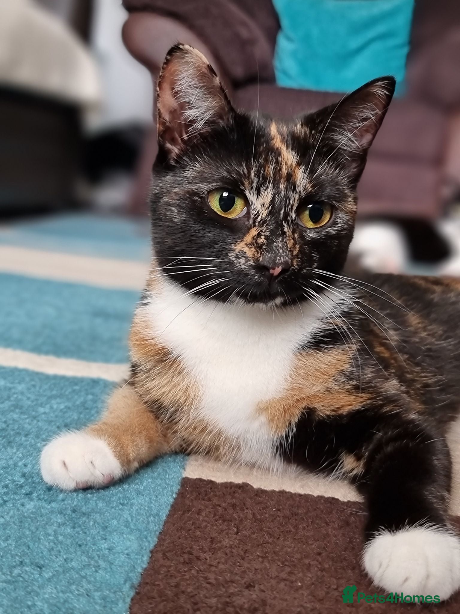 British Shorthair cats Looking for forever home - Advert 3