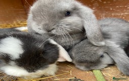 Mini Lop rabbits for sale: Male and Female mini lops  - Image 4