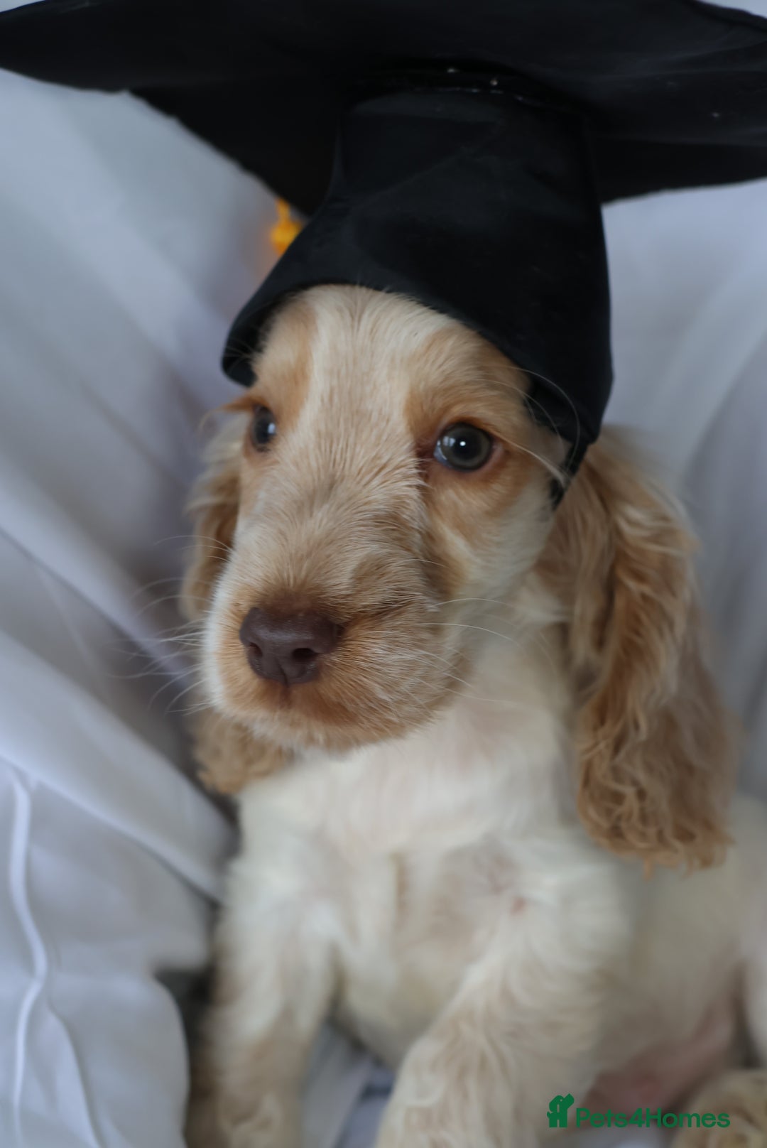 Cocker Spaniel dogs for sale: Championline Cocker Spaniel - Advert 12