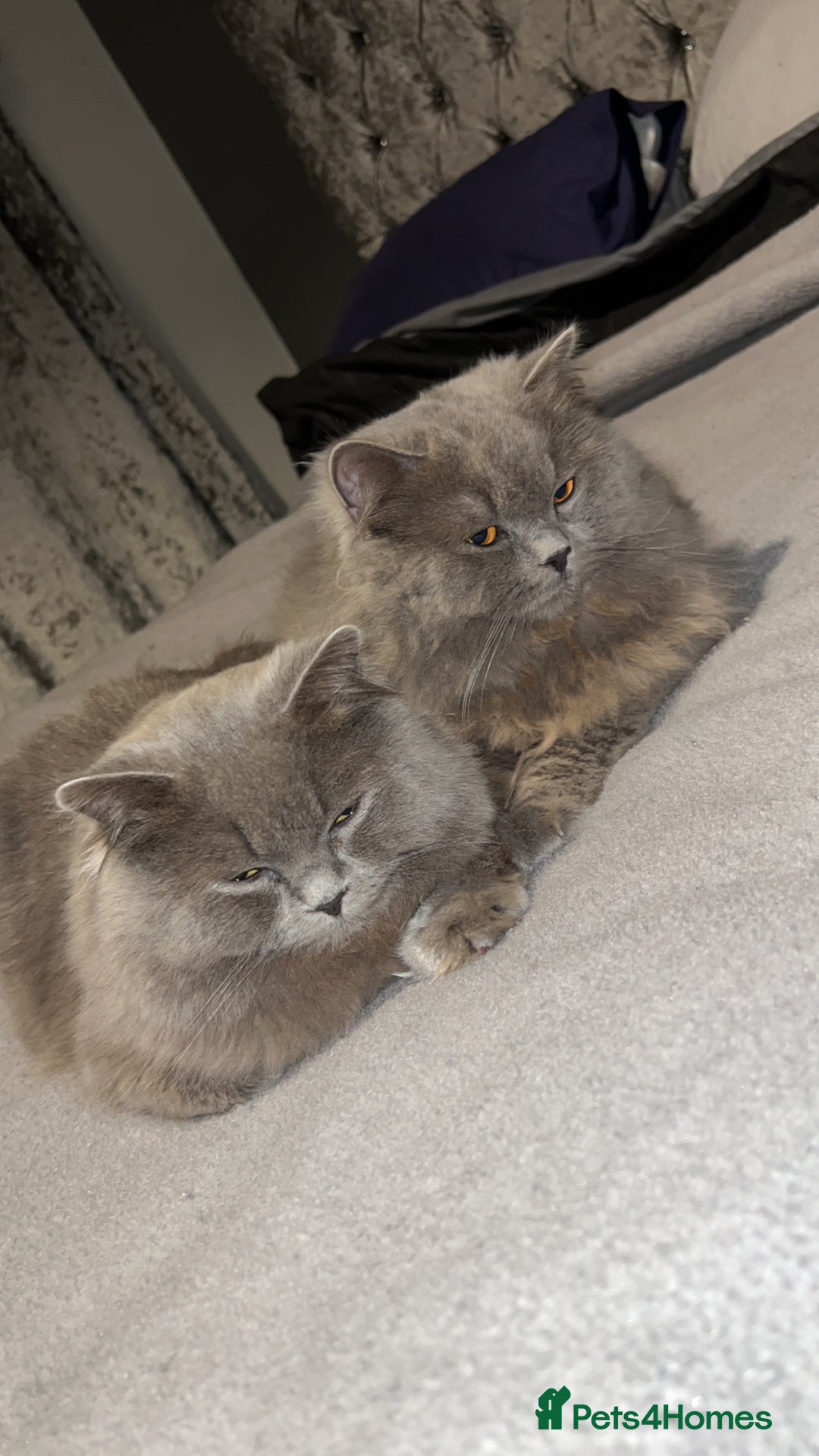 British Longhair cats for sale: Two male British Longhairs (Siblings) - Advert 2