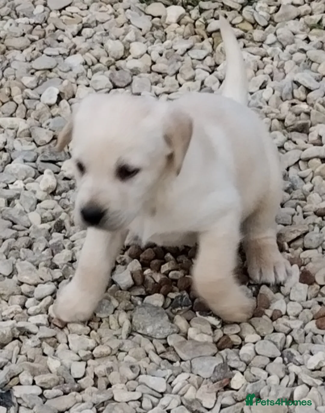 Labrador Retriever dogs for sale: Labrador puppys - Advert 2