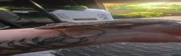Gecko reptiles for sale: PinStripe Gargoyle Gecko - Advert 8