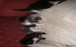 Mixed Breed cats for sale: 5 kittens for sale - Image 17